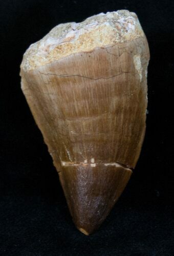 Mosasaur (Prognathodon) Tooth #12245